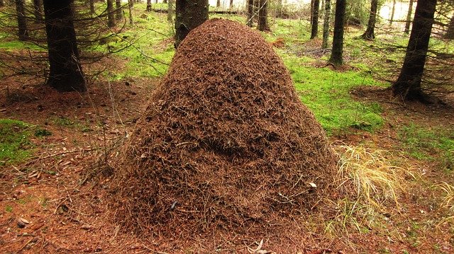 mraveniště v lese