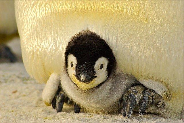ležící tučňák