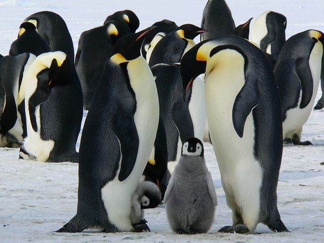 roztomilý tučňáci