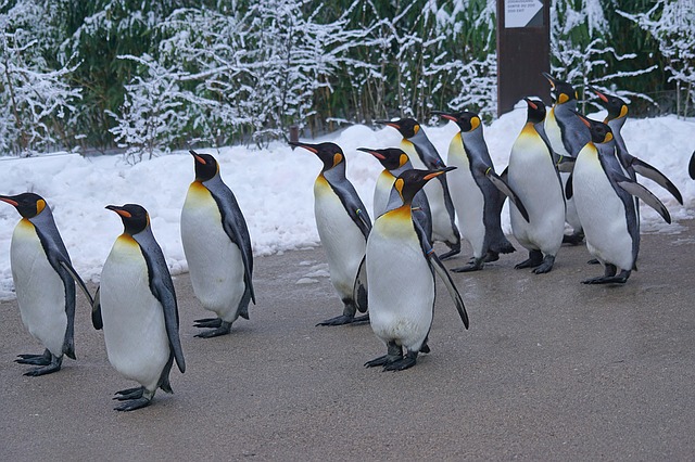 tučňáci na procházce