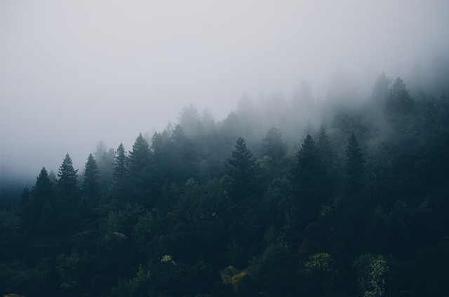 mlha nad lesem