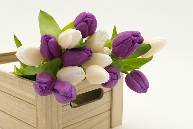 box a tulipány